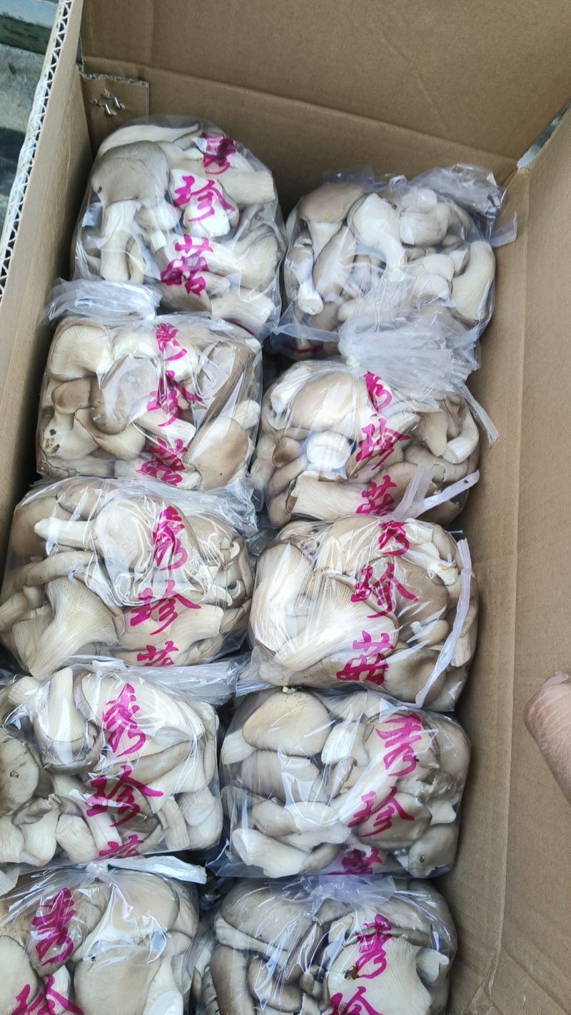 河北精品食用菌秀珍菇/量大从优/可视频看货/欢迎下单