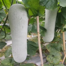 晨峰雪铁龙粉皮冬瓜种子长炮弹形肉厚腔小瓜型整齐瓜长