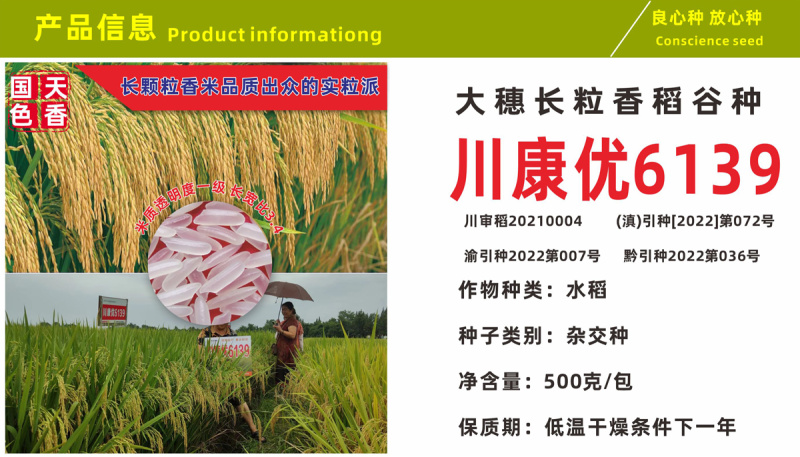 杂交水稻种子高产米好吃大穗长粒香型抗性好稻谷种国色天香