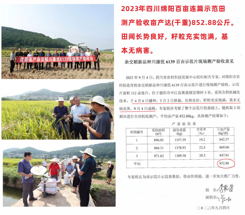杂交水稻种子高产米好吃大穗长粒香型抗性好稻谷种国色天香