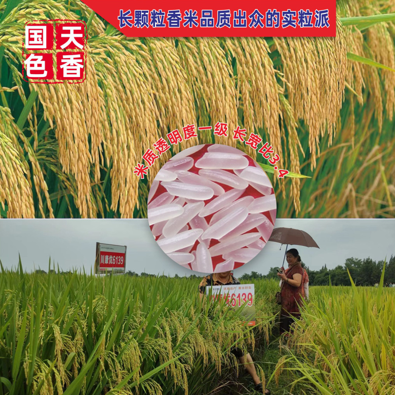 杂交水稻种子高产米好吃大穗长粒香型抗性好稻谷种国色天香