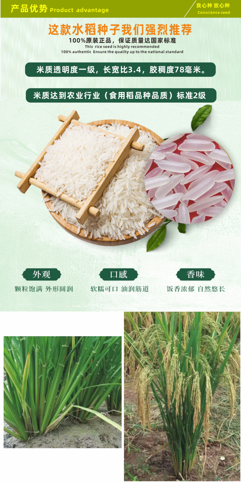 杂交水稻种子高产米好吃大穗长粒香型抗性好稻谷种国色天香