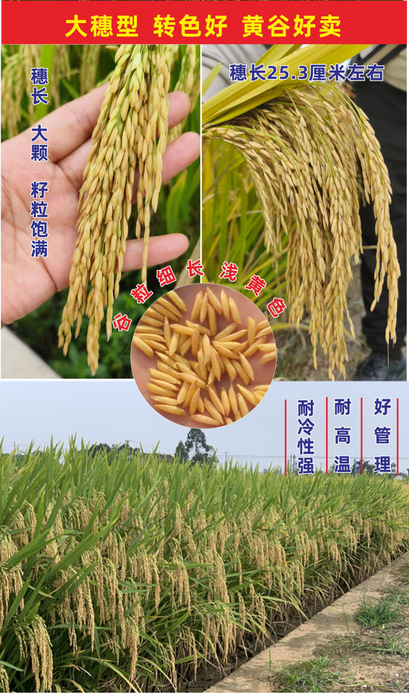 杂交水稻种子高产米好吃大穗长粒香型抗性好稻谷种国色天香