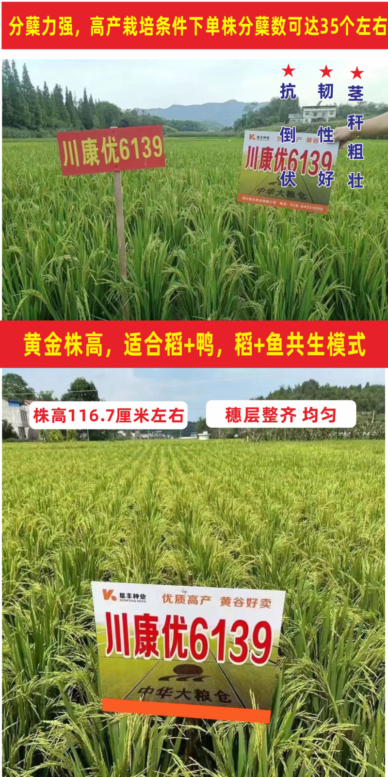 杂交水稻种子高产米好吃大穗长粒香型抗性好稻谷种国色天香