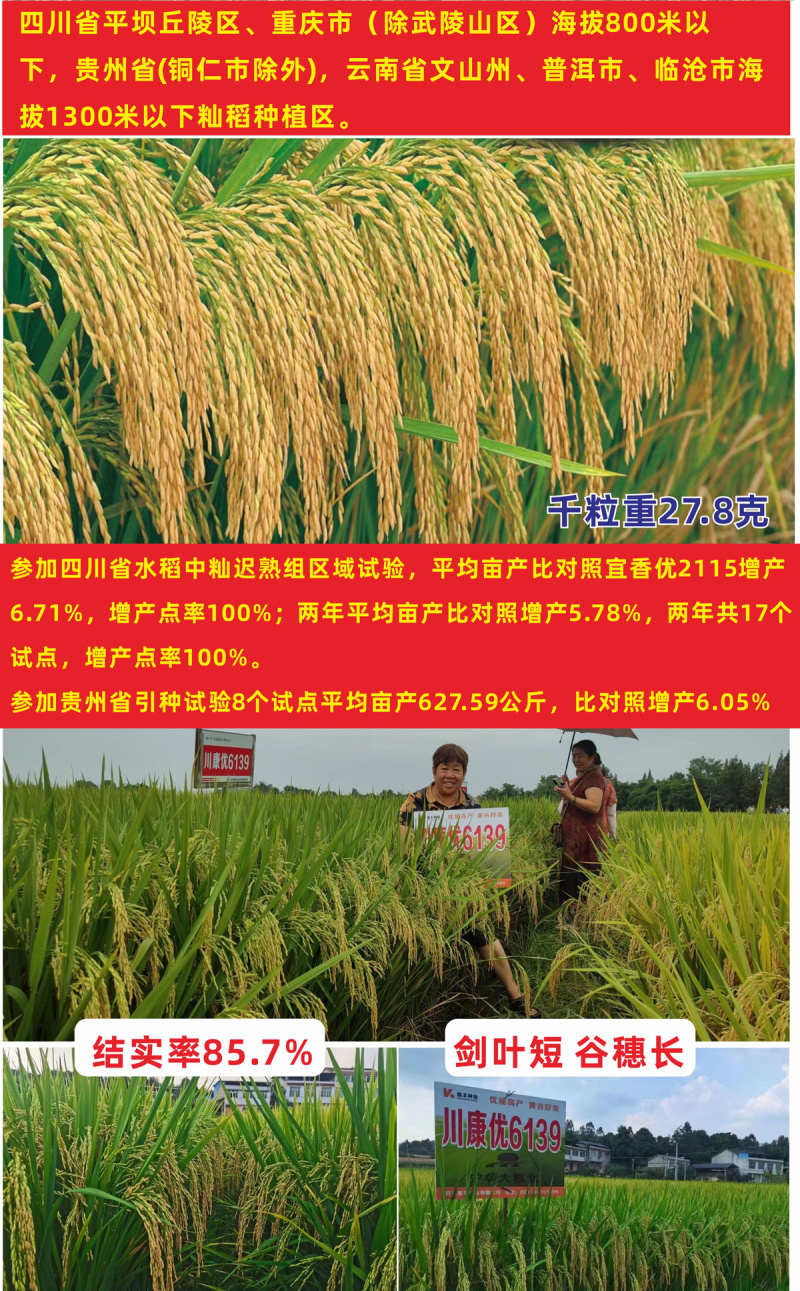 杂交水稻种子高产米好吃大穗长粒香型抗性好稻谷种国色天香