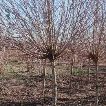 木槿