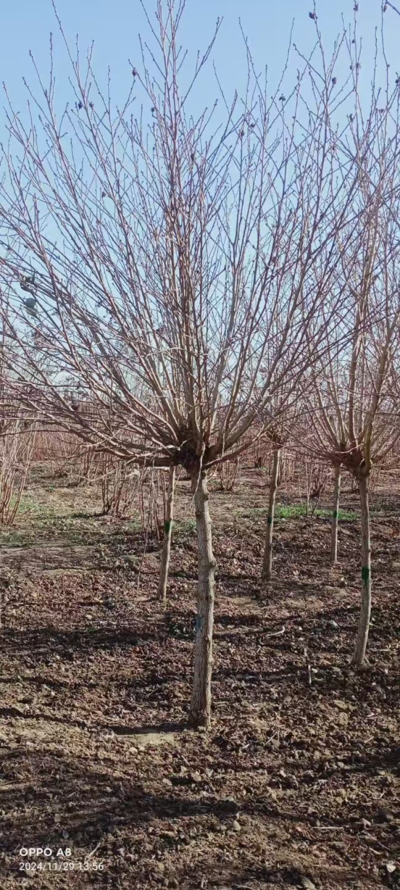 木槿