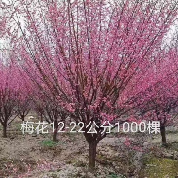 供应各类梅花，骨里红梅，杏梅，美人梅