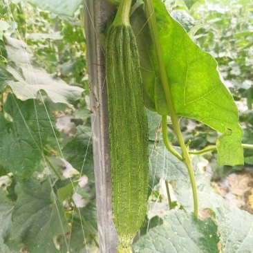 夏无忧1号丝瓜种子夏播早熟大肉花点丝瓜种夏季种植