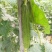 夏无忧1号丝瓜种子夏播早熟大肉花点丝瓜种夏季种植