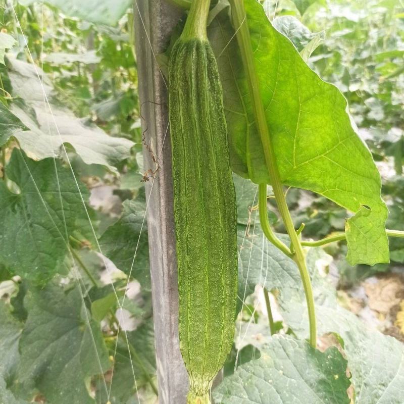 夏无忧1号丝瓜种子夏播早熟大肉花点丝瓜种夏季种植