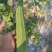 夏无忧1号丝瓜种子夏播早熟大肉花点丝瓜种夏季种植