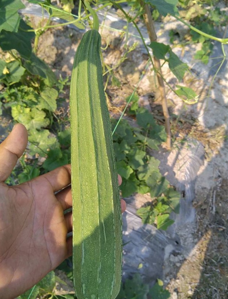 夏无忧1号丝瓜种子夏播早熟大肉花点丝瓜种夏季种植