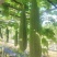 夏无忧1号丝瓜种子夏播早熟大肉花点丝瓜种夏季种植