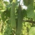 夏无忧1号丝瓜种子夏播早熟大肉花点丝瓜种夏季种植
