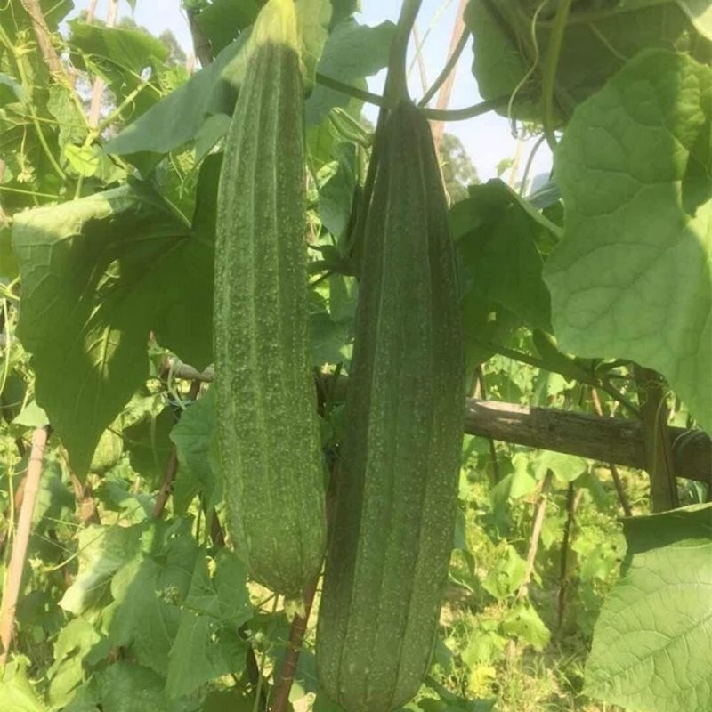 夏无忧1号丝瓜种子夏播早熟大肉花点丝瓜种夏季种植