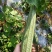 夏无忧1号丝瓜种子夏播早熟大肉花点丝瓜种夏季种植