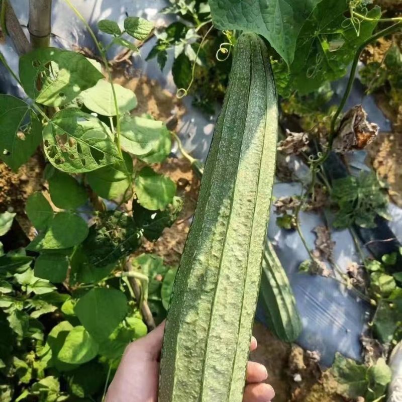 夏无忧1号丝瓜种子夏播早熟大肉花点丝瓜种夏季种植