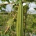 夏无忧1号丝瓜种子夏播早熟大肉花点丝瓜种夏季种植