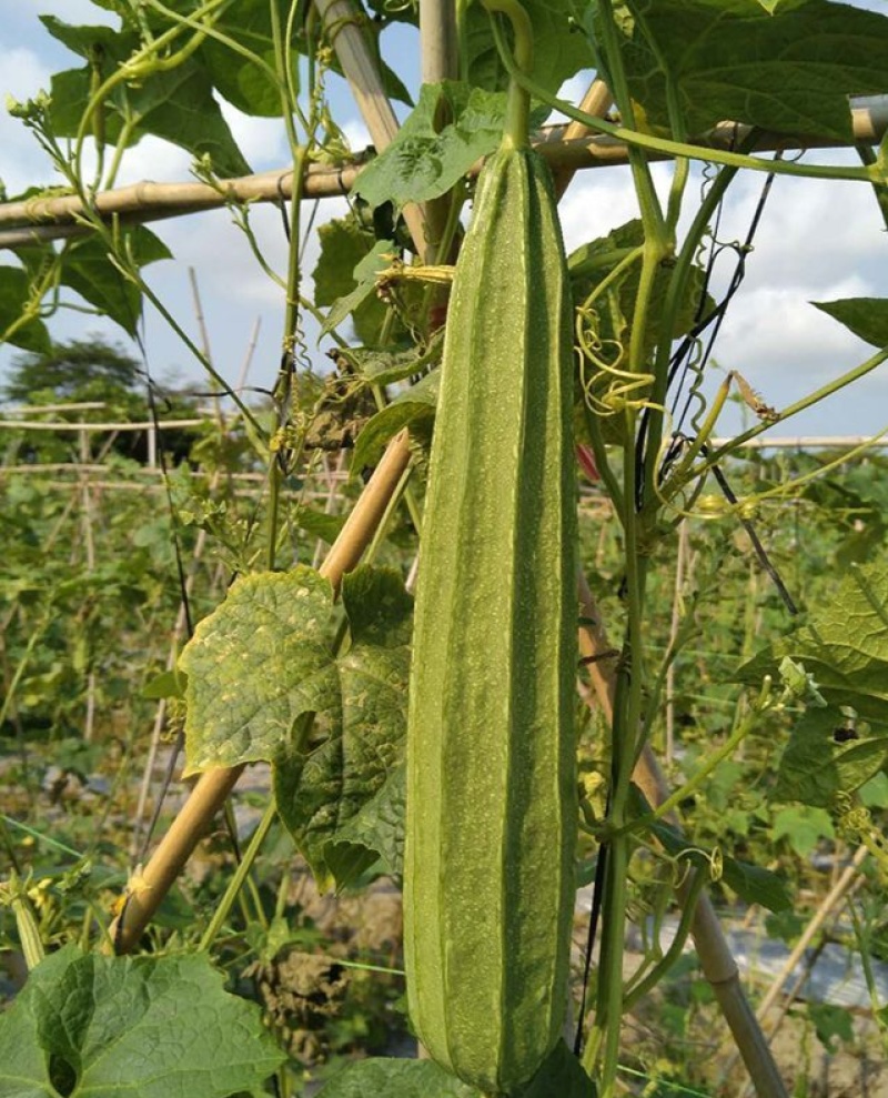夏无忧1号丝瓜种子夏播早熟大肉花点丝瓜种夏季种植