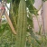 夏无忧1号丝瓜种子夏播早熟大肉花点丝瓜种夏季种植