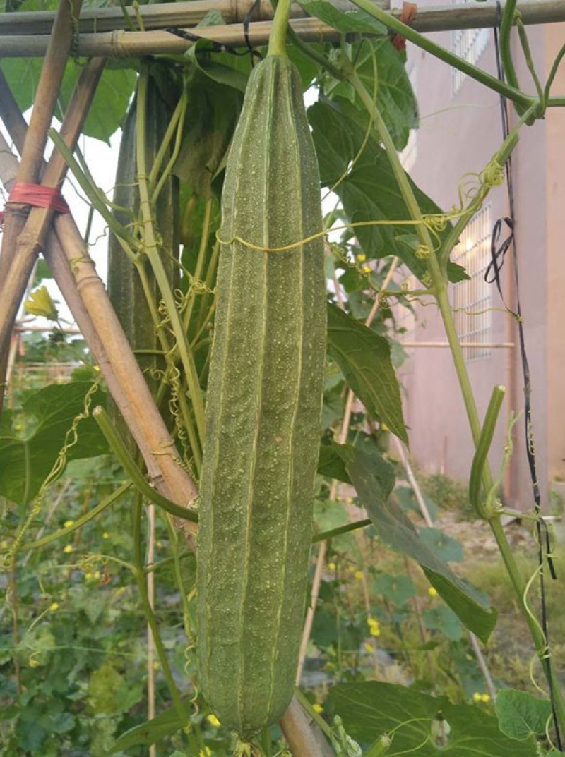 夏无忧1号丝瓜种子夏播早熟大肉花点丝瓜种夏季种植