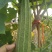 夏无忧1号丝瓜种子夏播早熟大肉花点丝瓜种夏季种植