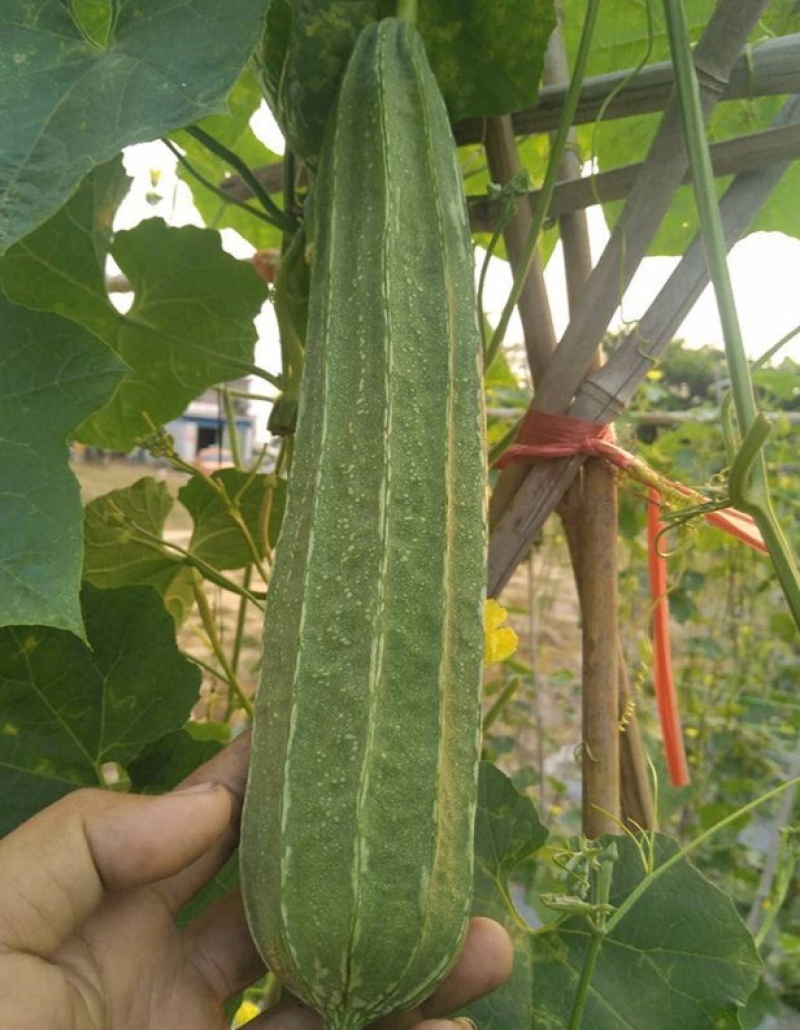 夏无忧1号丝瓜种子夏播早熟大肉花点丝瓜种夏季种植