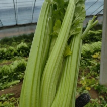 山东菏泽定陶黄店西芹大量现货，净菜毛菜都有。