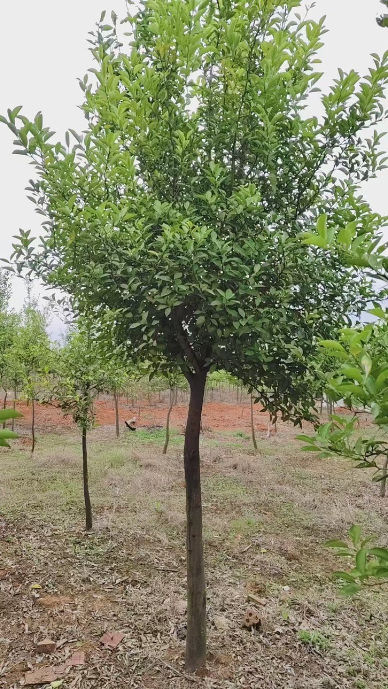 枳壳树出售，3-10公分的大量有货，欢迎老板联系