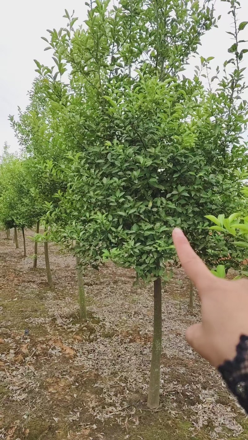 枳壳树出售，3-10公分的大量有货，欢迎老板联系