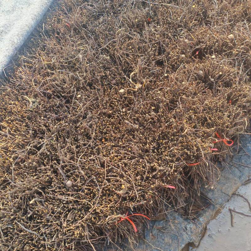 精品何首乌苗