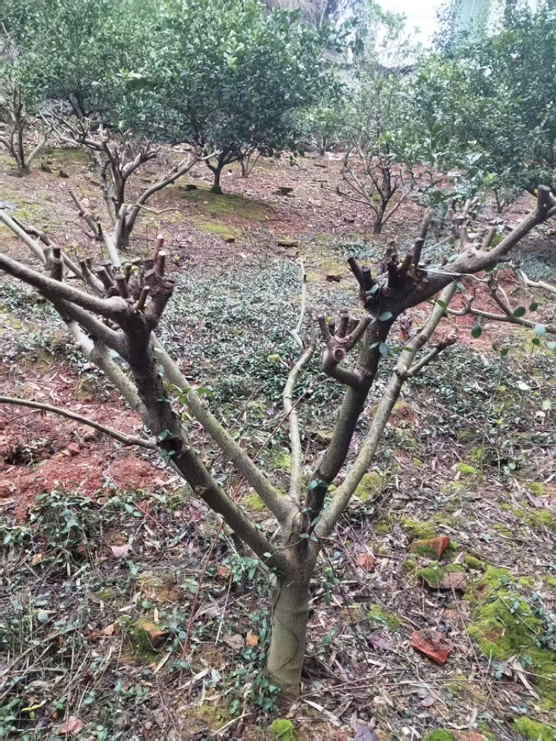 江西中花吴茱萸树出售，量大从优