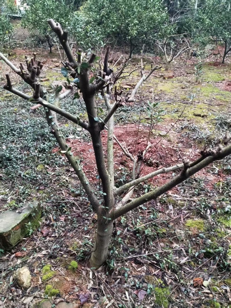 江西中花吴茱萸树出售，量大从优