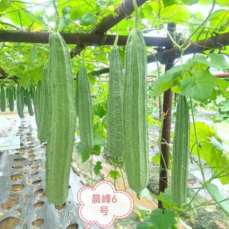 晨峰6号花点大肉甜丝瓜种子花点棱角丝瓜肉厚实心脆甜产