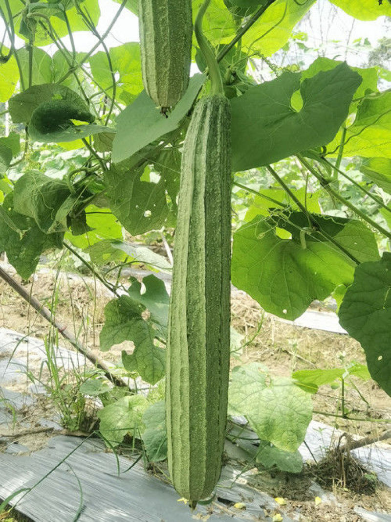 晨峰6号花点大肉甜丝瓜种子花点棱角丝瓜肉厚实心脆甜产