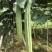 晨峰6号花点大肉甜丝瓜种子花点棱角丝瓜肉厚实心脆甜产