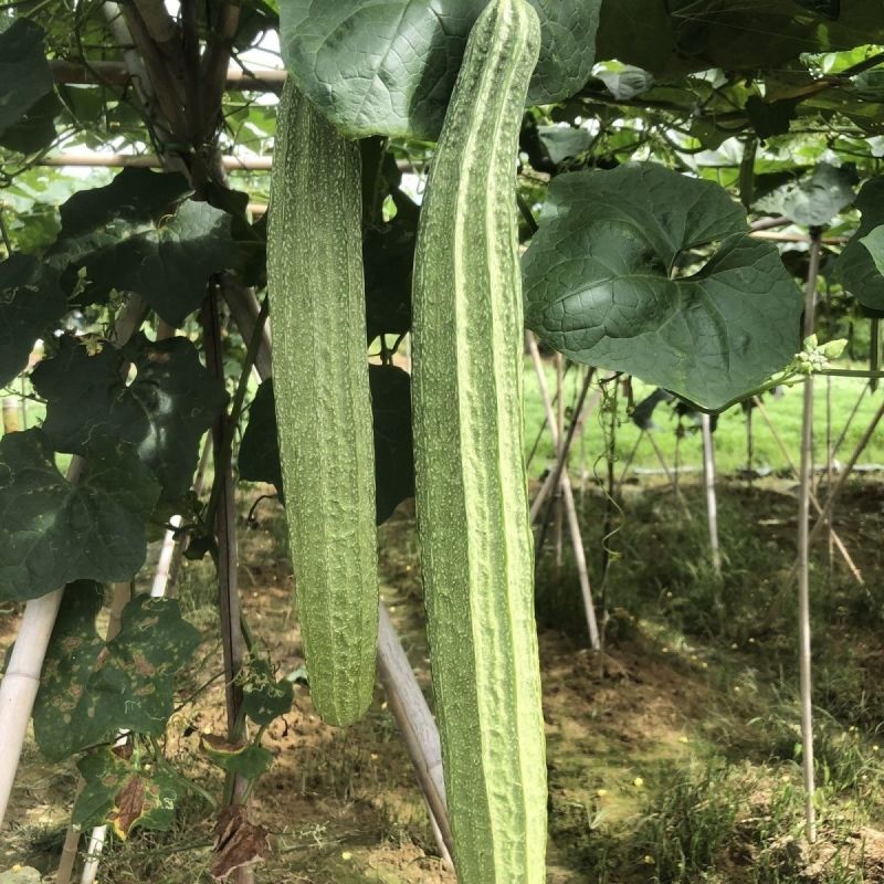 晨峰6号花点大肉甜丝瓜种子花点棱角丝瓜肉厚实心脆甜产