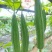 晨峰6号花点大肉甜丝瓜种子花点棱角丝瓜肉厚实心脆甜产