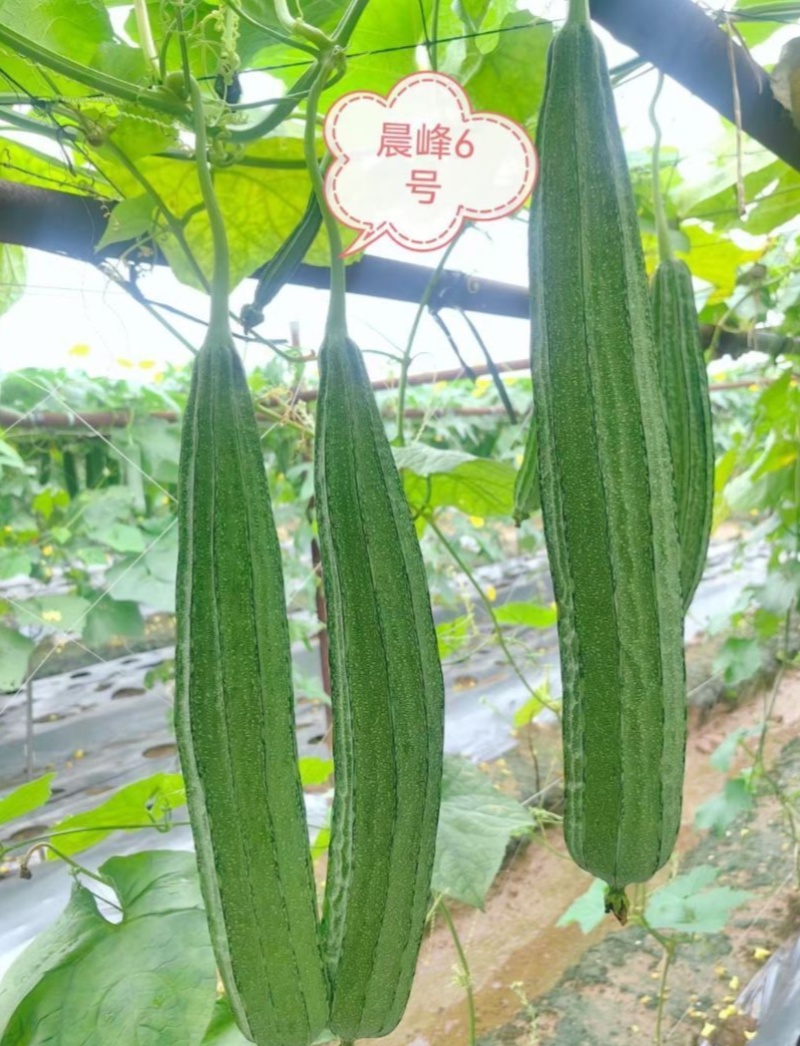 晨峰6号花点大肉甜丝瓜种子花点棱角丝瓜肉厚实心脆甜产