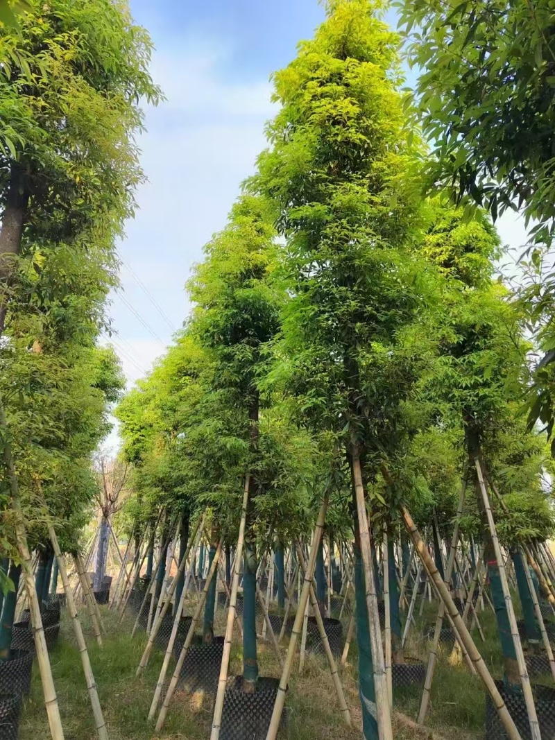 金丝楠木低价清场3-50公分