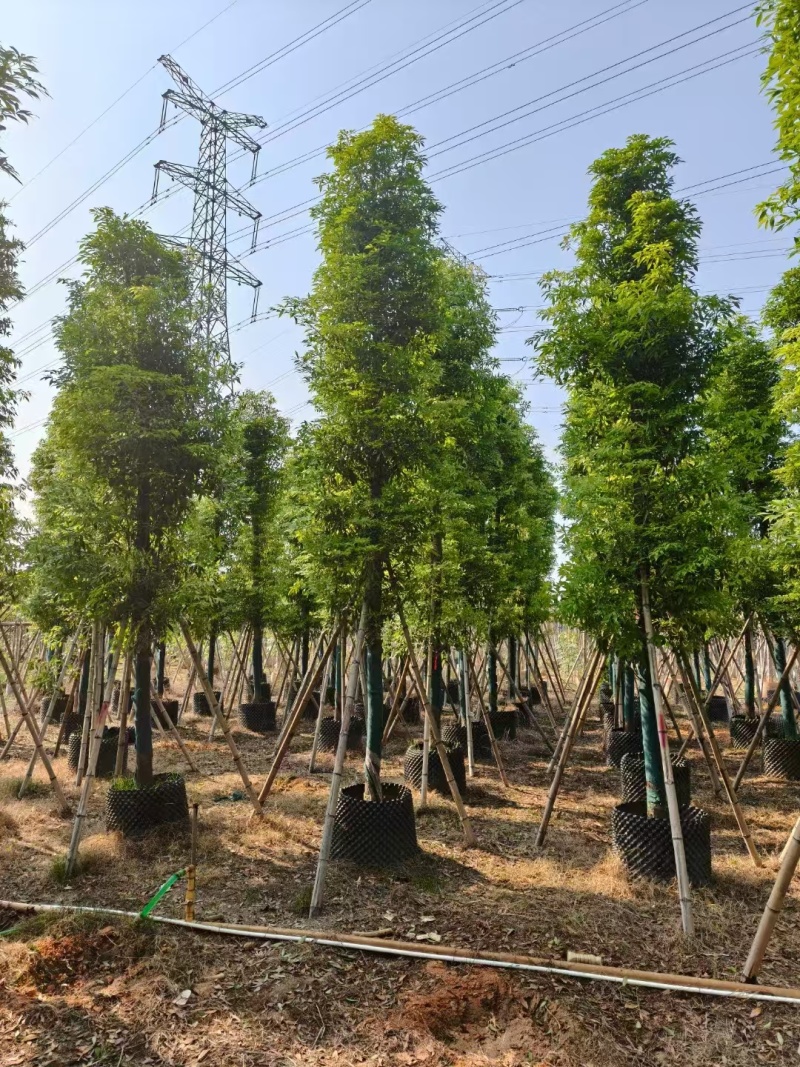 金丝楠木低价清场3-50公分