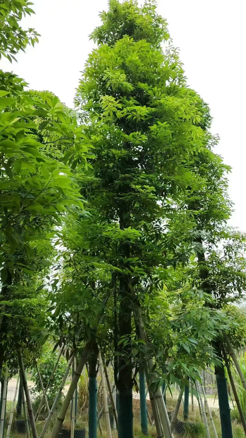 金丝楠木低价清场3-50公分