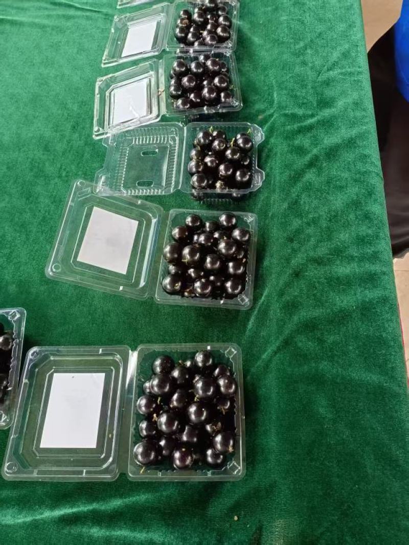 【树葡萄，又名嘉宝果，产地直发现，摘现发】一手货源