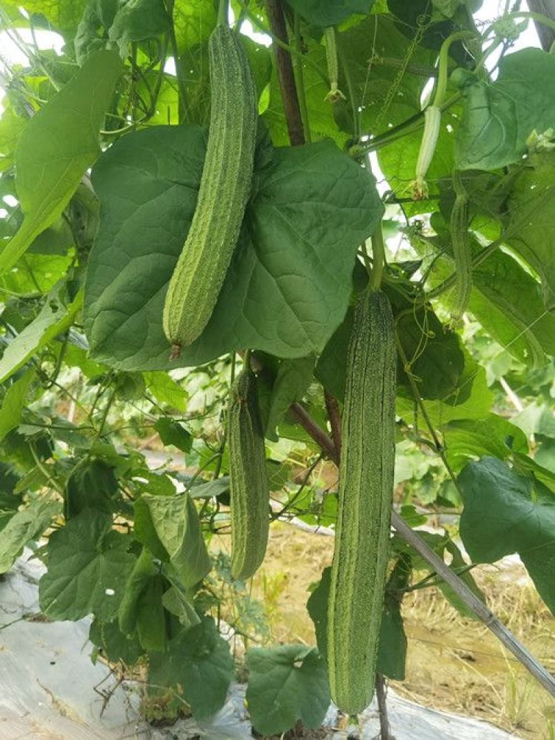 秀春秋大肉花点丝瓜种子早熟翠绿带花点厚肉春秋播种