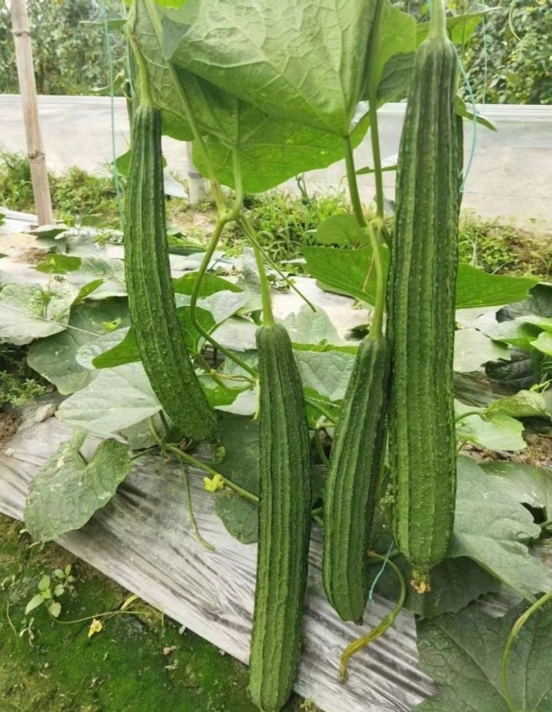 秀春秋大肉花点丝瓜种子早熟翠绿带花点厚肉春秋播种
