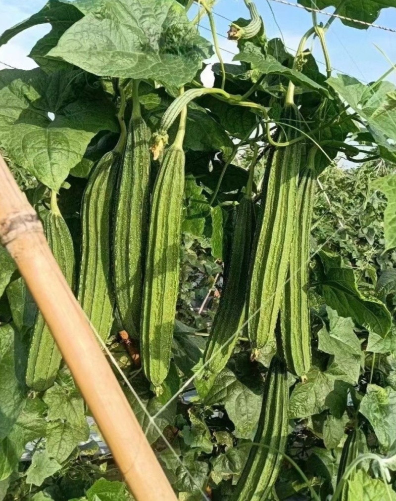 秀春秋大肉花点丝瓜种子早熟翠绿带花点厚肉春秋播种