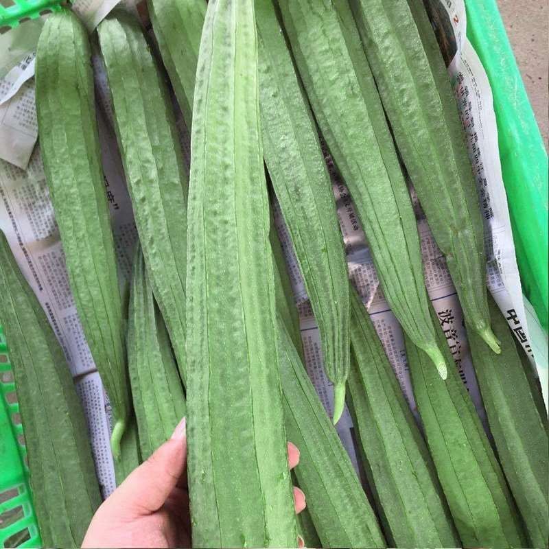 秀春秋大肉花点丝瓜种子早熟翠绿带花点厚肉春秋播种