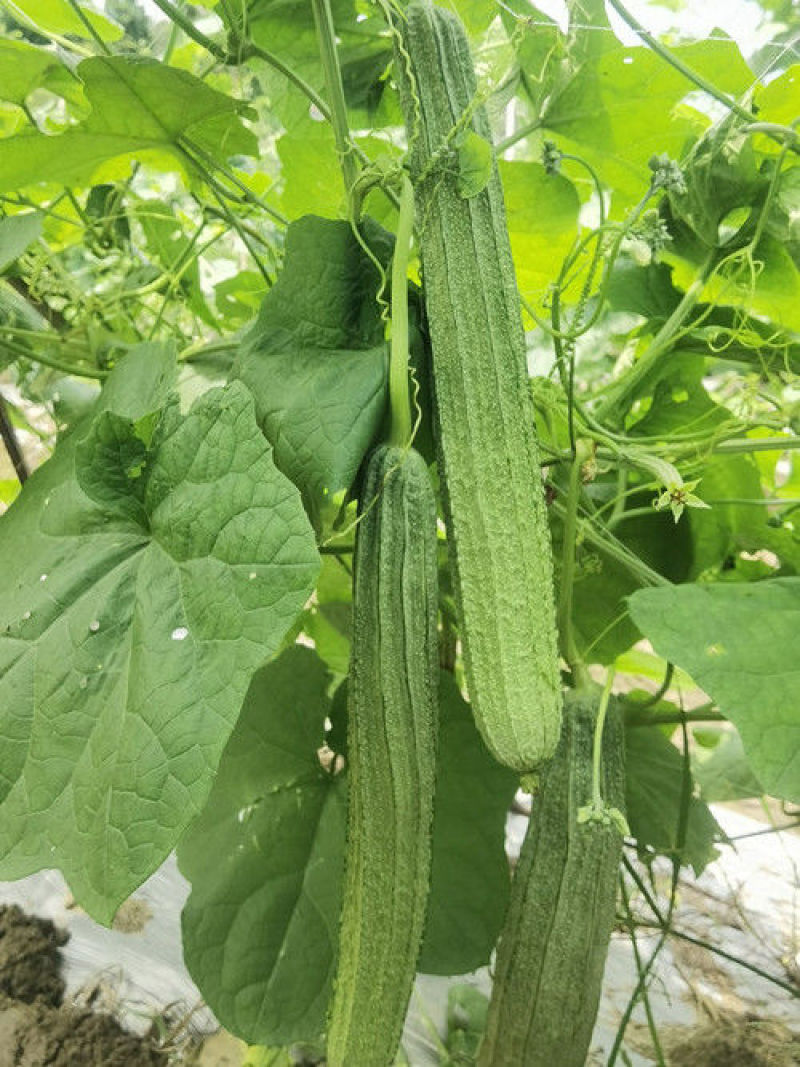 秀春秋大肉花点丝瓜种子早熟翠绿带花点厚肉春秋播种