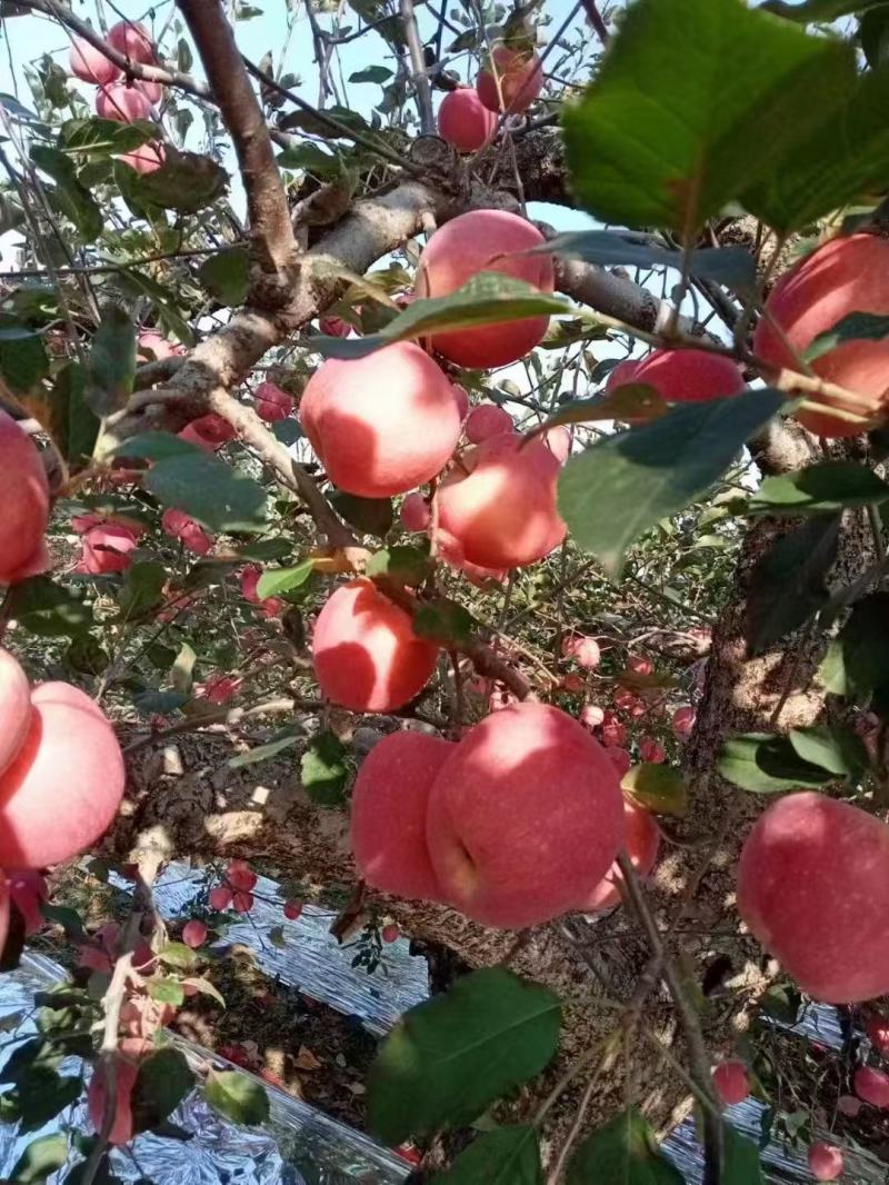 苹果红富士苹果山东苹果大量供应脆甜多汁全国发货